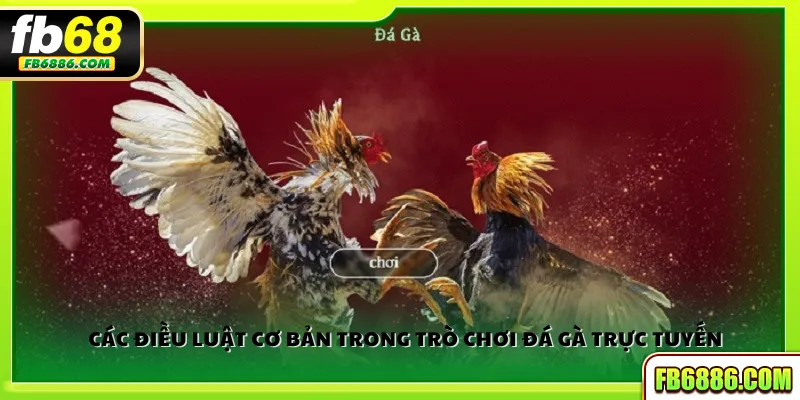 Các điều luật cơ bản trong trò chơi đá gà trực tuyến